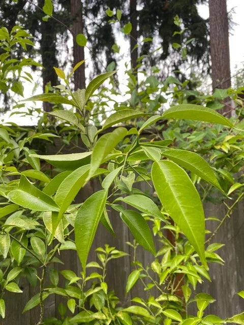 Yuzu Citrus Tree Cuttings - 4 Fresh Cold Hardy Cuttings for Japanese Cooking - Fragrant Fruits - Citrus junos