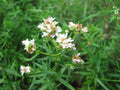 300 Seeds Mountain Wild Mint Herb - Shade/Sun - Mentha arvensis - GroCo USA - Buy Any 15 Ships Free