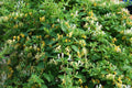 Honeysuckle Vine Live Starter Plant 6+ Inches Set of 2 - Lonicera japonica