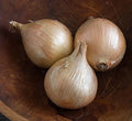 Ailsa Craig Onion Seeds - 500+ Count - Heirloom Garden Seeds - Allium cepa - USA