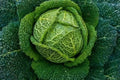 Savoy Perfection Cabbage Seeds - 100+ Heirloom NON-GMO - Fresh Brassica oleracea