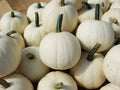 Snowball Pumpkin Seeds 10 Pack for Planting White Pumpkins (Cucurbita pepo) - 2 Pound Size