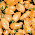 Habanero Peach Hot Pepper Seeds - 25+ Count for Garden Planting - Capsicum chinense - USA Grown - Free Shipping