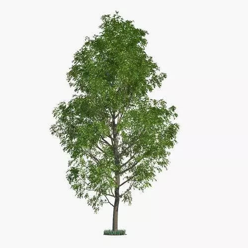 Hybrid Poplar Tree 3 Cuttings - Fast Growing Privacy & Shade Trees - Populus deltoides x Populus nigra