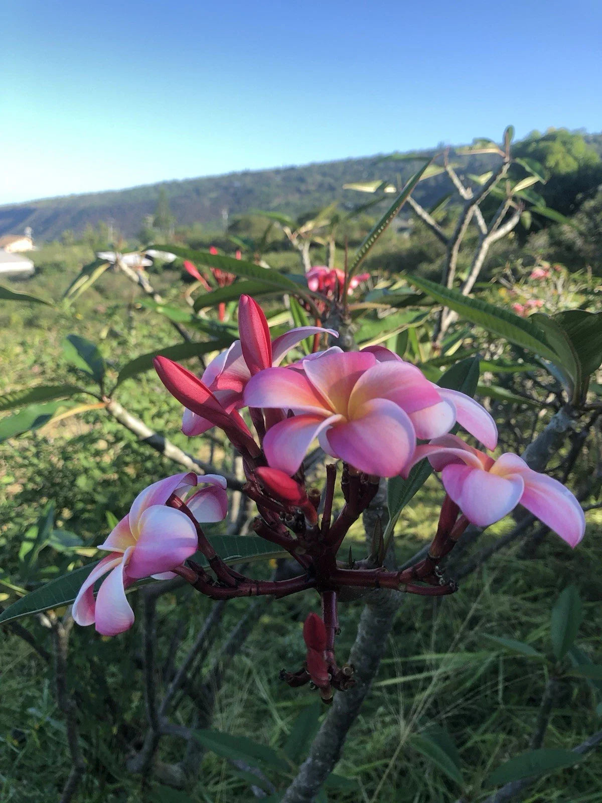 Pink Plumeria Cutting 10 Inch Rooted Plant - Hawaiian Grown Frangipani (Plumeria spp.) x1