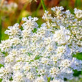 Caraway Seeds | Heirloom NON-GMO | Fresh Garden Seeds | Carum carvi