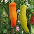 Pepper Seeds - Spicy Hungarian Yellow Wax - Heirloom, Non-GMO, 20+ Seeds - Capsicum annuum