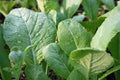 Mustard Greens Seeds, Tendergreen, Heirloom, Non-GMO, 25+ Seeds, Green, Brassica juncea