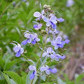Clerodendrum Blue Butterfly Live Rooted Plant 4" Tropical Vine - No Pot - Exotic Houseplant for Indoor Gardening