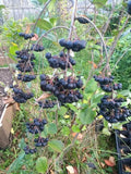 Dormant Viking Aronia Berry Plant - Live Rooted Starter - Aronia melanocarpa - Zones 3-8 - Pesticide-Free, Self-Pollinating
