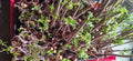 Elderberry Cuttings 10 Unrooted Sambucus Bush Plants - Organic, Healthy, High-Yield Varieties for Gardening