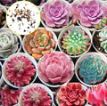 Hens and Chicks Cactus Succulent Seeds - 30 Pack - Easy to Grow - Sempervivum spp.