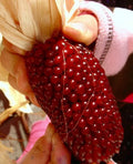 120+ Strawberry Ruby Corn Seeds - Heirloom Sweet Popcorn - Organic Rare Variety - Zea mays everta