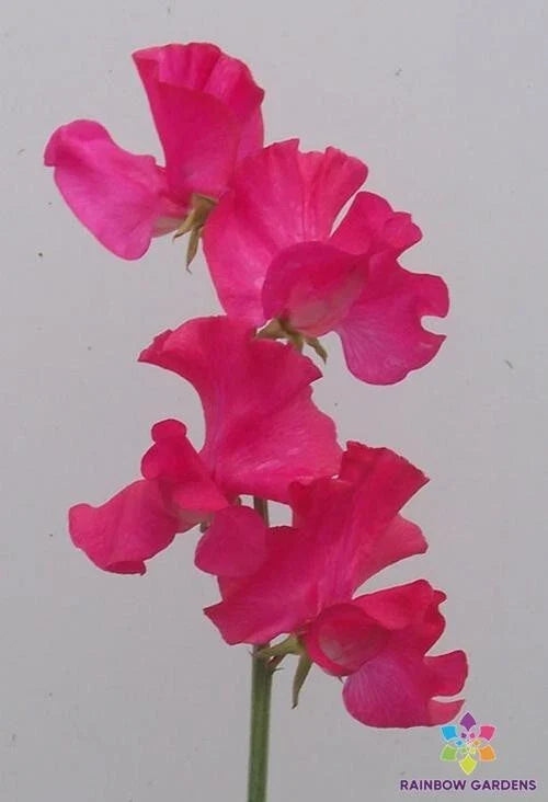 Sweet Pea Seeds - 50+ Pack - Judith Wilkinson Variety - Lathyrus odoratus - Ideal for Garden Planting - USA