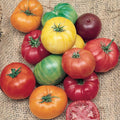 Rainbow Beefsteak Tomato Seeds - Heirloom, Organic, Non-GMO - 30+ Seeds - Perfect for Home Gardening