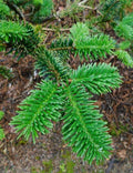 George Fir Tree Seeds - 30 Seeds for Planting - Abies forrestii georgei - Evergreen, Hardy, Fast-Growing