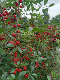 Live Small Vine Cherry Tree Bareroot Plant, Hardy Edible Fruit, Perfect for Zones 3-9, USA Seller - Prunus spp.