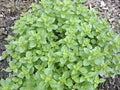 Italian Oregano Herb Seeds, Heirloom, 20+ Seeds, Healthy & Tasty Culinary Herb, Origanum vulgare subsp. hirtum