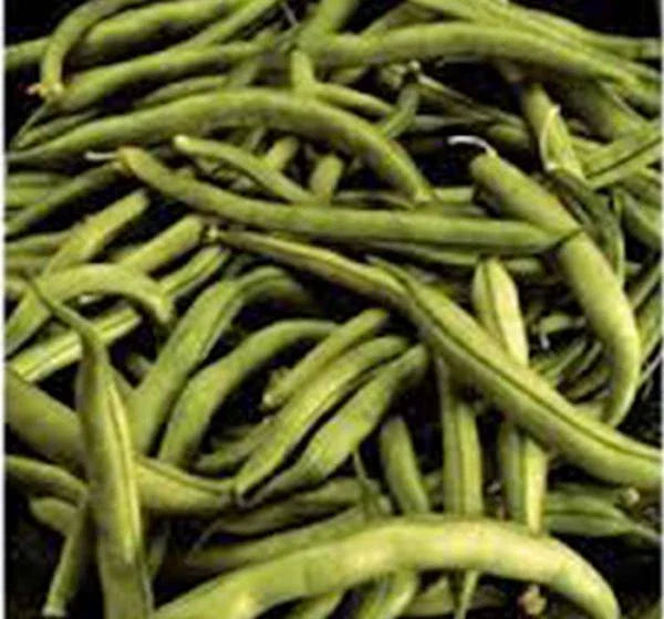 Heirloom Bean Seeds, Commodore Bush, 50+ Non-GMO Green Bean Seeds, Phaseolus vulgaris