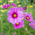 Radiance Cosmos Seeds - 200+ Pack for Garden Planting - Colorful Annual Flower Seeds (Cosmos bipinnatus)