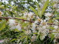 Bitter Cherry Seeds, 20 Count, Prunus emarginata, Edible Fruit, Native Plant, Gardening Seeds