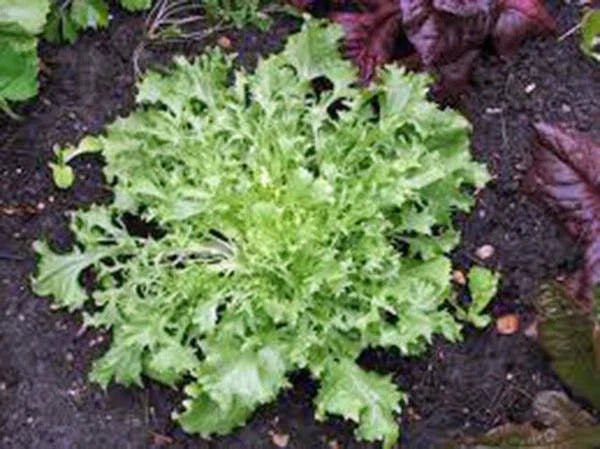 Lettuce Seeds, Endive Broadleaf Batavian, Heirloom Non-GMO, 100 Seeds, Organic Vegetable Gardening, Salad Greens