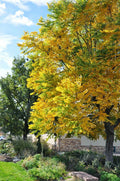 Kentucky Coffee Tree Live Plant 8-16 Inches Set of 2 Gymnocladus dioicus Drought-Resistant Ornamental Trees