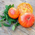 Rainbow Tomato Seeds - 10+ Heirloom Organic Non-GMO - Rare Variety for Home Gardening - Solanum lycopersicum