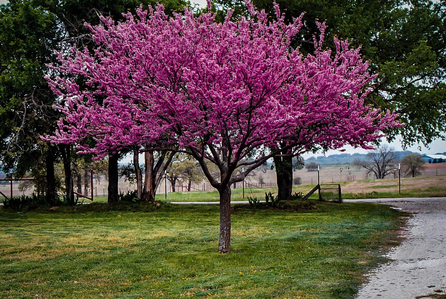 Redbud Tree Set of 2, 6-12 Inches, Cercis canadensis, Live Bare Root, Hardy Missouri Grown, Dormant September/October