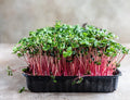Rambo Radish Microgreen Sprouting Seeds - 12 Ounce - Brassica Rapa Varieties for Nutrient-Rich Sprouts