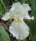 Tall Bearded Iris Plants - Ruffled White - 3 Live Plants - Iris germanica