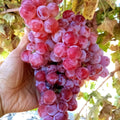 Globe Seedless Grape Vine Cuttings - 50 Bulk THIN Cuttings - Vitis vinifera - Wholesale Table Plants