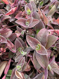 Tradescantia Cuttings - 5 Unrooted Pale Puma Fuzzy - Wandering Jew (Tradescantia zebrina)