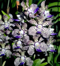 Fragrant Vanda Orchid Plant 4" Papilionanda Kyra Green × Paksorn Fragrance - Hawaiian Variety