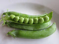 Progress #9 Pea Seeds - Fresh Pea Seed Variety - Pisum sativum - Non-GMO, High Yield, Free Shipping