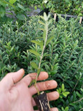 Olive Tree Starter Plants - 10 Pack - Arbequina Variety - Olea europaea - Healthy, Pesticide-Free, Non-GMO