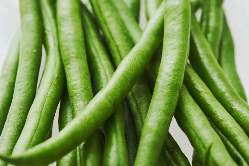 Kentucky Wonder Pole Bean Seeds - 20 Count - Heirloom Variety - Phaseolus vulgaris - Free Shipping on 15+ Items