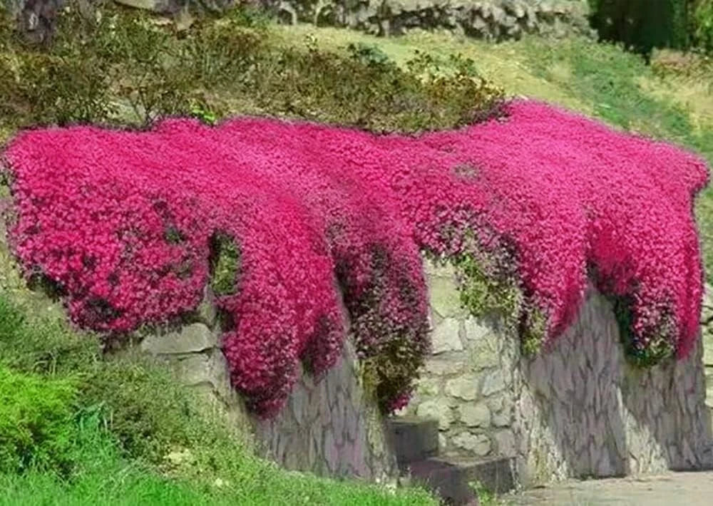 Red Creeping Thyme Seeds - 1000 Non-GMO Groundcover Seeds - Thymus serpyllum