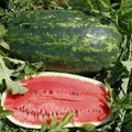 Kleckley’s Sweet Watermelon Seeds - 10+ Heirloom Seeds - Large & Super Sweet - Fresh Watermelon Seeds