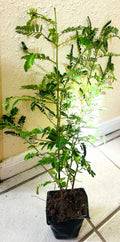 Organic Stone Breaker Plants 2X, Phyllanthus niruri, Chanca Piedra Herb, Live Plants