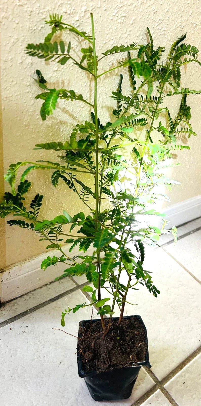 Organic Stone Breaker Plants 2X, Phyllanthus niruri, Chanca Piedra Herb, Live Plants