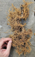 Black Bamboo Rhizomes – Phyllostachys nigra, Bare Root, Fast-Growing, Rare Black Canes, Cold Hardy Bamboo for Landscaping & Privacy