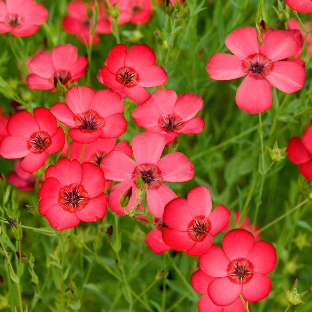 Scarlet Flax Wildflower Seeds 1/4 Lb - Linum usitatissimum - Everwilde Farms Mylar Seed Packet