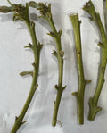 4 Fuerte Avocado Scions for Grafting – Premium Persea Americana Cuttings from Productive Tree, Budwood for Home Garden Propagation