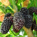 Dwarf Mulberry Tree Starter Plants - 10 Bare Root Everbearing Morus nigra - Edible Fruit, Cold Hardy, Self-Pollinating