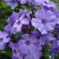 Phlox Seeds - Beauty Blue Variety - Non-GMO - Perennial Flower Seeds - Phlox paniculata