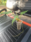 Philodendron Radiatum Plant 3.5" Pot Green Foliage 5 Leaves - Indoor Houseplant, Tropical Ornamentals