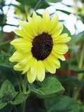 Sunflower Seeds - 20+ Lemon Queen Variety - Large Beautiful Colorful Blooms - Helianthus annuus