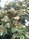 Variegated Mahoe Hibiscus Tree Plant - Rooted Cutting - Hibiscus rosa-sinensis