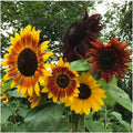Autumn Beauty Sunflower Seeds - 100+ Non-GMO Organic - Helianthus annuus - Fresh Planting Seeds for Garden